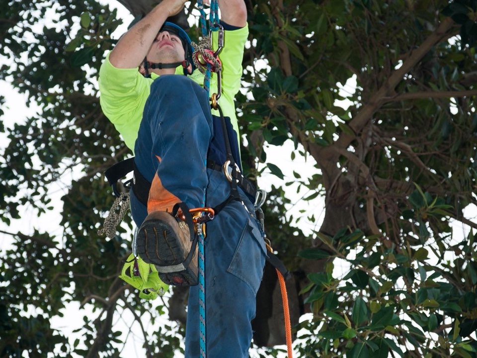 Qualified arborist working in a mature tree during a property survey in East Lothian