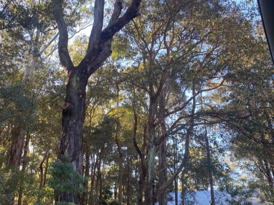 Mature trees in East Lothian parkland with a property visible in the background